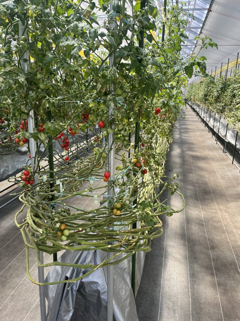 トマト狩り　施設内部