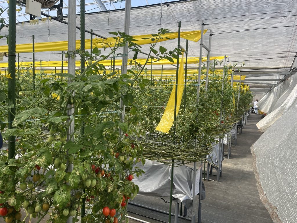 トマト狩り　施設内部