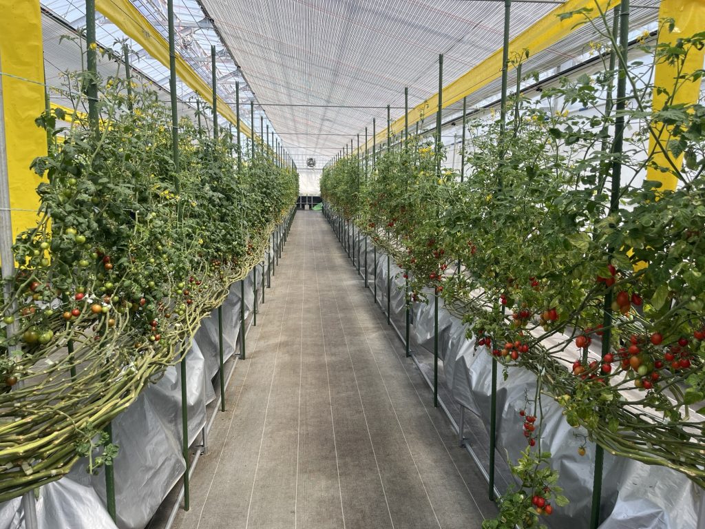 トマト狩り　施設内部