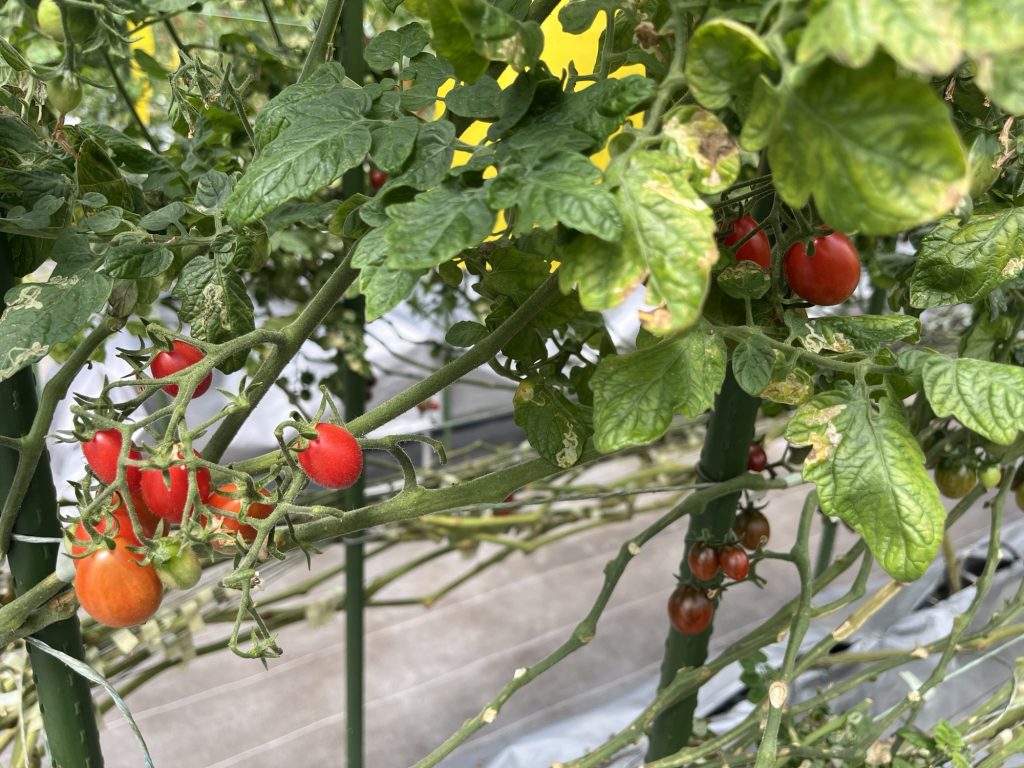 プチトマト　アナ？