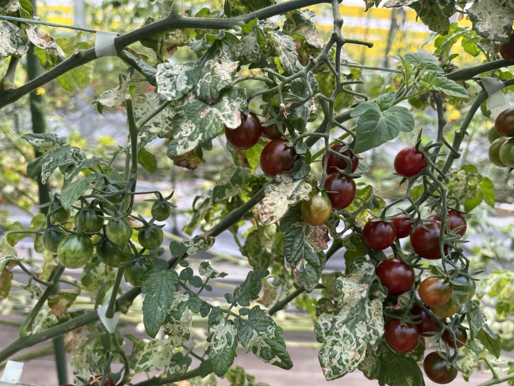 プチトマト　紫